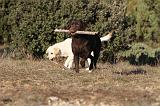 LABRADOR 648